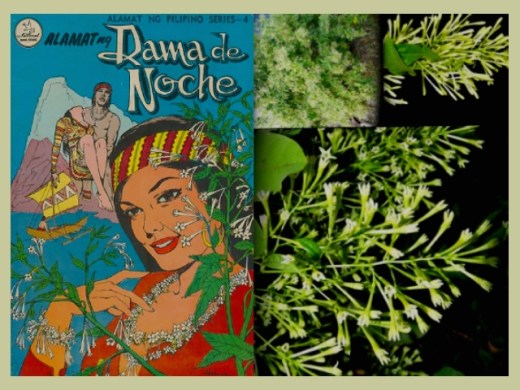 ARTICLES - Dama De Noche 1